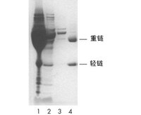 使用 PROSEP-A 离心柱从腹水对鼠单克隆抗体进行了纯化。 （条带 1：未纯化腹水。 条带 2：渗流的腹水。 条带 3：洗涤渗流的腹水。 条带 4：5µg 纯化的抗体。）承蒙 Exalpha Biologicals 提供。